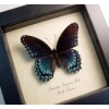 Limenitis Astyanax Male Butterfly Red Spotted Purple Real Framed Taxidermy Display