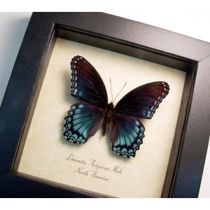 Limenitis Astyanax Male Butterfly Red Spotted Purple Real Framed Taxidermy Display