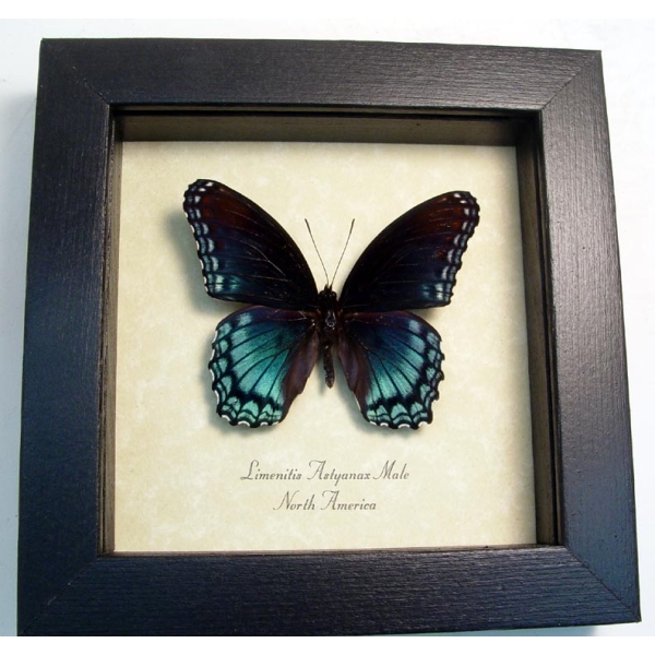 Limenitis Astyanax Male Butterfly Red Spotted Purple Real Framed Taxidermy Display
