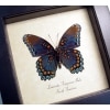 Limenitis Astyanax Male Verso Butterfly Red Spotted Purple Real Framed Taxidermy Display