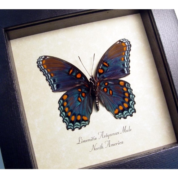 Limenitis Astyanax Male Verso Butterfly Red Spotted Purple Real Framed Taxidermy Display