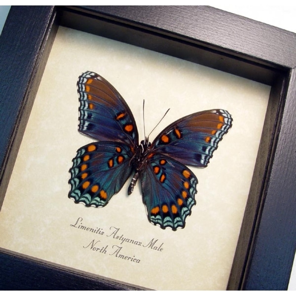 Limenitis Astyanax Male Verso Butterfly Red Spotted Purple Real Framed Taxidermy Display
