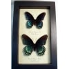Limenitis Astyanax Pair Butterflies Red Spotted Purple Butterfly Set Real Framed Taxidermy Display
