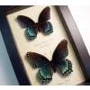 Limenitis Astyanax Pair Butterflies Red Spotted Purple Butterfly Set Real Framed Taxidermy Display