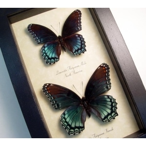 Limenitis Astyanax Pair Butterflies Red Spotted Purple Butterfly Set Real Framed Taxidermy Display