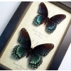 Limenitis Astyanax Pair Butterflies Red Spotted Purple Butterfly Set Real Framed Taxidermy Display