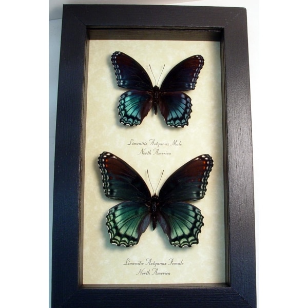 Limenitis Astyanax Pair Butterflies Red Spotted Purple Butterfly Set Real Framed Taxidermy Display