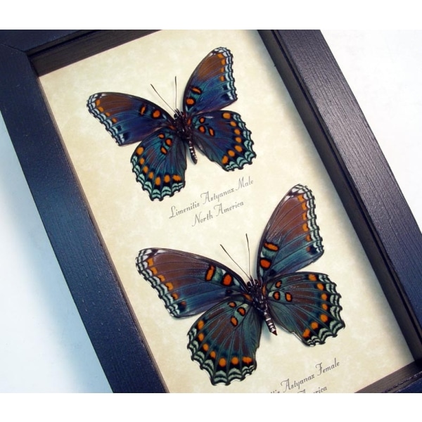 Limenitis Astyanax Verso Pair Butterflies Red Spotted Purple Butterfly Set Real Framed Taxidermy Display