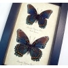Limenitis Astyanax Verso Pair Butterflies Red Spotted Purple Butterfly Set Real Framed Taxidermy Display
