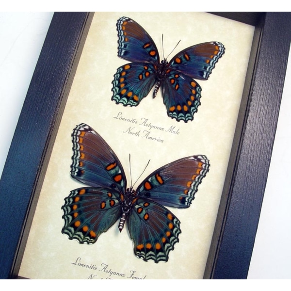 Limenitis Astyanax Verso Pair Butterflies Red Spotted Purple Butterfly Set Real Framed Taxidermy Display