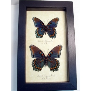 Limenitis Astyanax Verso Pair Butterflies Red Spotted Purple Butterfly Set Real Framed Taxidermy Display