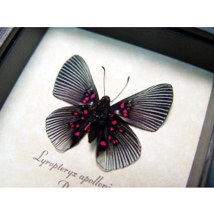 Lyropteryx apollonia verso Metalmark Butterfly Framed Taxidermy