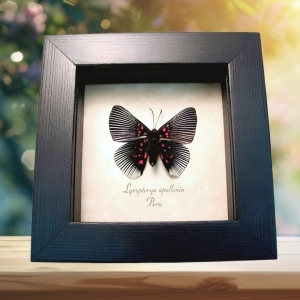 Blue Rayed Metalmark Butterfly Lyropteryx apollonia verso Framed Taxidermy Display