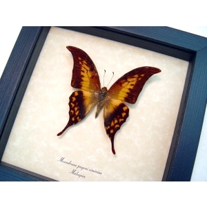 Meandrusa payeni ciminius Yellow Gorgon Sickle Butterfly Framed Taxidermy Display
