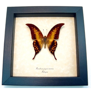 Meandrusa payeni ciminius Yellow Gorgon Sickle Butterfly Framed Taxidermy Display