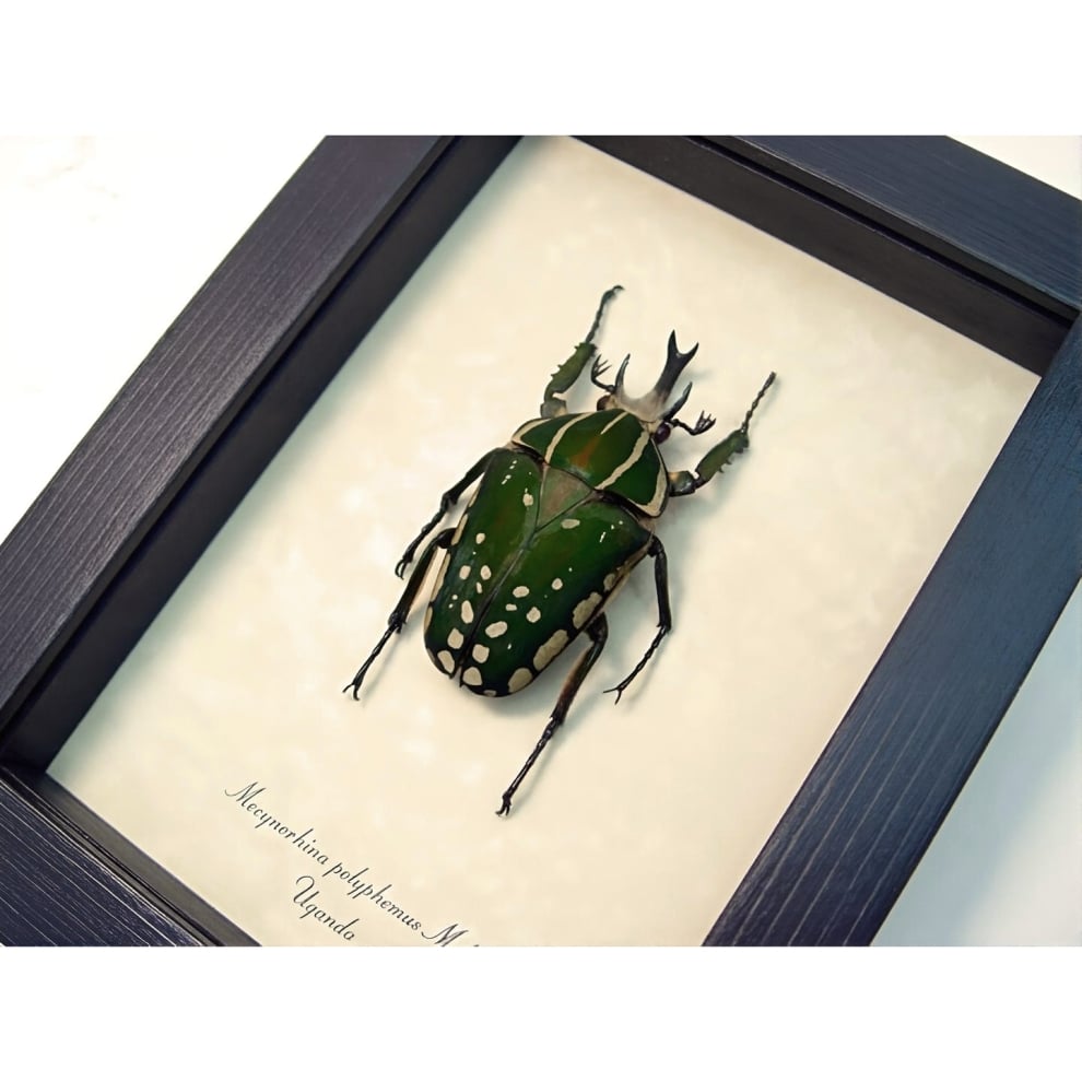 Framed African Beetle Mecynorhina polyphemus Taxidermy Display
