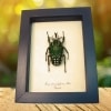 Framed African Beetle Mecynorhina polyphemus Taxidermy Display