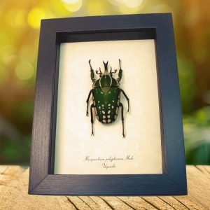 Framed African Beetle Mecynorhina polyphemus Taxidermy Display