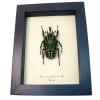 Framed African Beetle Mecynorhina polyphemus Taxidermy Display