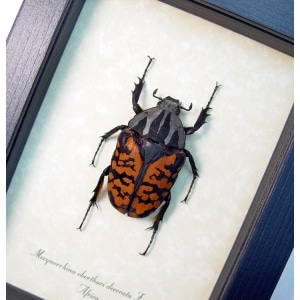 Mecynorrhina oberthuri decorata Female Beetle