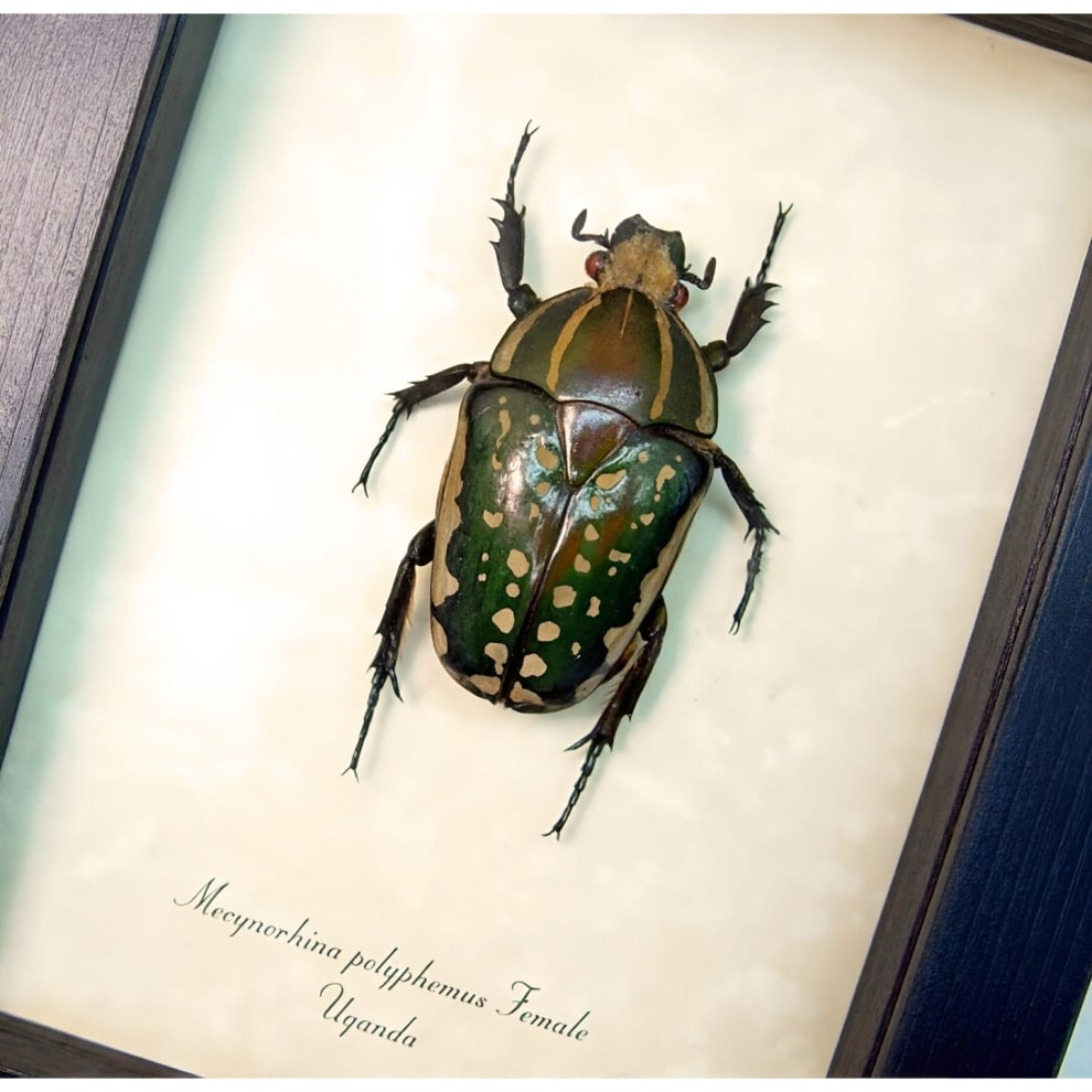 Framed African Beetle Mecynorhina polyphemus Female Taxidermy Display