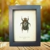 Framed African Beetle Mecynorhina polyphemus Female Taxidermy Display