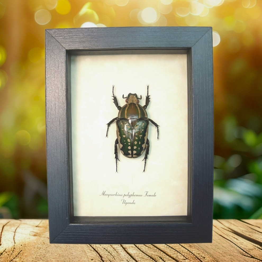 Framed African Beetle Mecynorhina polyphemus Female Taxidermy Display