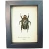 Framed African Beetle Mecynorhina polyphemus Female Taxidermy Display