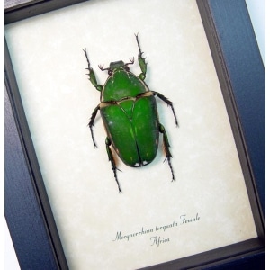 Real Framed Beetle Mecynorrhina torquata Female