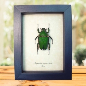 Real Green African Flower Beetle Mecynorrhina torquata Female Framed Taxidermy Display