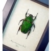 Real Framed Beetle Mecynorrhina torquata Female Taxidermy Display