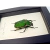 Real Framed Beetle Mecynorrhina torquata Female Taxidermy Display