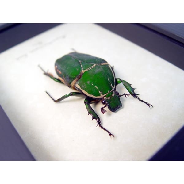 Real Framed Beetle Mecynorrhina torquata Female Taxidermy Display