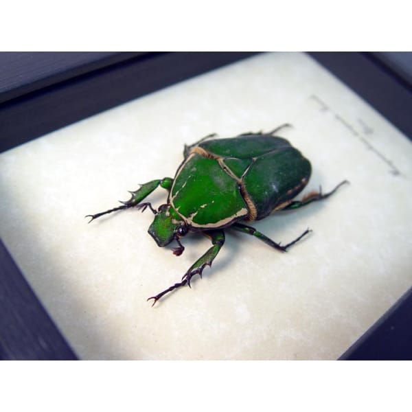 Real Framed Beetle Mecynorrhina torquata Female Taxidermy Display