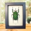 Real Green African Flower Beetle Mecynorrhina torquata Male Framed Taxidermy Display