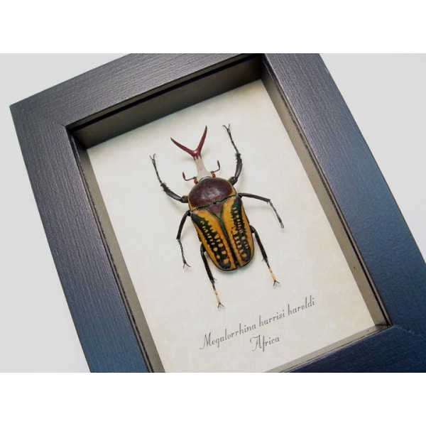 Megalorrhina harrisi haroldi Pitch Fork Beetle