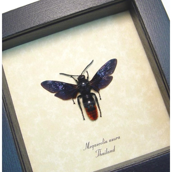 Purple Rusty Wasp Megascolia azurea Real Framed Taxidermy Display
