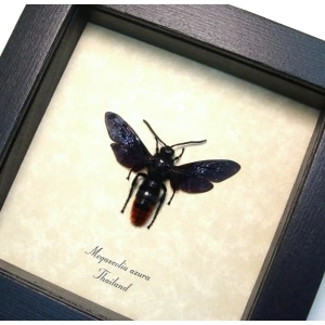 Purple Rusty Wasp Megascolia azurea Real Framed Taxidermy Display