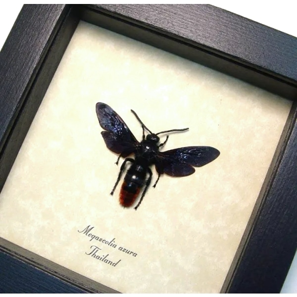 Purple Rusty Wasp Megascolia azurea Real Framed Taxidermy Display