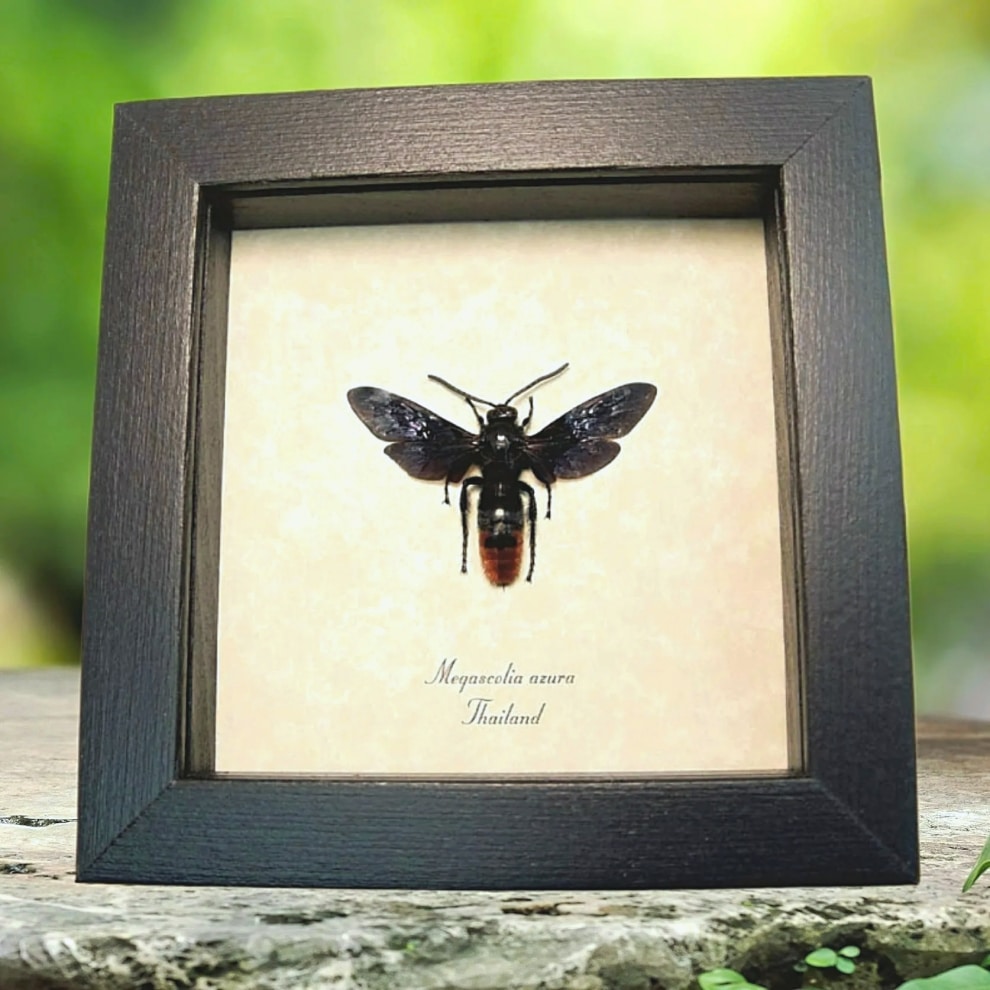 Purple Rusty Wasp Megascolia azurea Real Framed Taxidermy Display