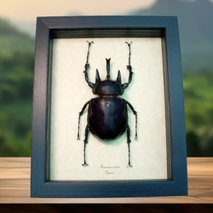 Real Framed Elephant Beetle Megasoma Actaeon 90mm Framed Taxidermy Display