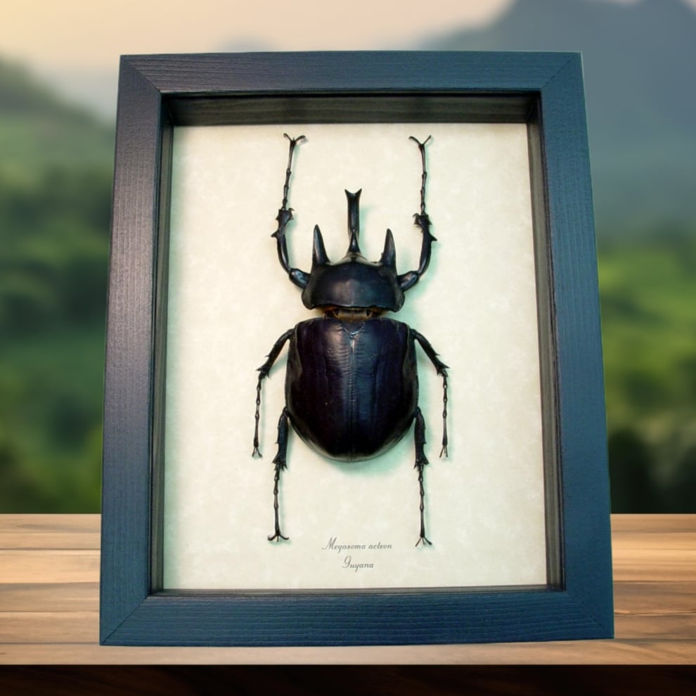 Real Framed Elephant Beetle Megasoma Actaeon 90mm Framed Taxidermy Display