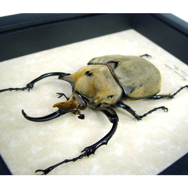 Megasoma elephas 92mm Elephant Rhino Beetle Framed Insect Taxidermy Display