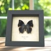 Memphis acidalia Blue Hatchet Wing Framed Butterfly Taxidermy Display