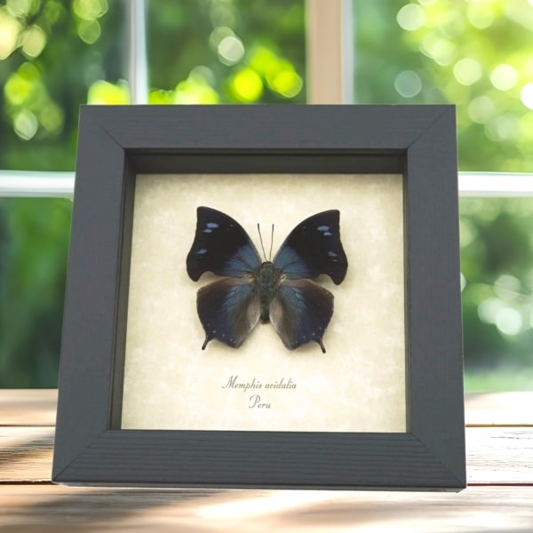 Memphis acidalia Blue Hatchet Wing Framed Butterfly Taxidermy Display Memphis acidalia Blue Hatchet Wing Framed Butterfly Taxidermy Display