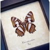 Metamorpha sulpitia Verso Frilled Butterfly Framed Taxidermy Display