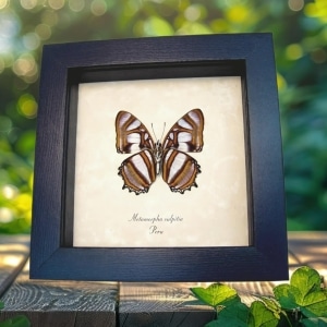 Real Framed Frilled Butterfly Metamorpha sulpitia Verso Taxidermy Display