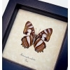 Metamorpha sulpitia Verso Frilled Butterfly Framed Taxidermy Display