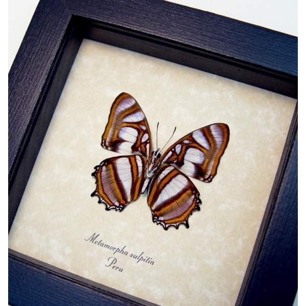 Metamorpha sulpitia Verso Frilled Butterfly Framed Taxidermy Display