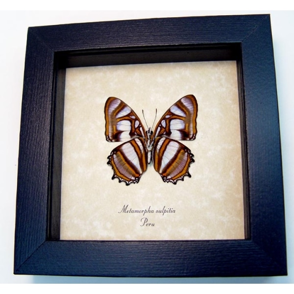 Metamorpha sulpitia Verso Frilled Butterfly Framed Taxidermy Display